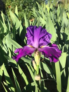 Hookem Horns Iris