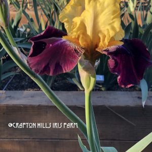 Flower from Crafton Hills Iris Farm