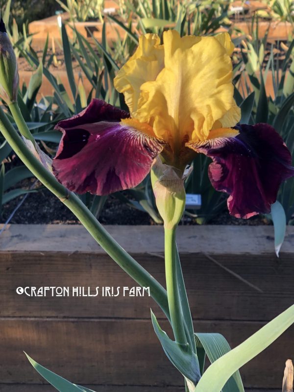 Flower from Crafton Hills Iris Farm