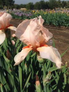 Melody Lane Iris