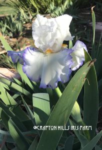 Queen's Circle Beauty Flower from Crafton Hills Iris Farm