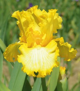 That's All Folks Iris