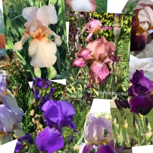 Guardian Garden Iris