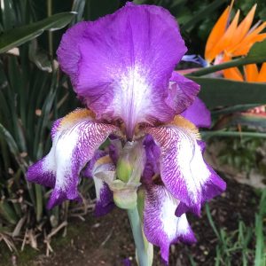 Flower from Crafton Hills Iris Farm