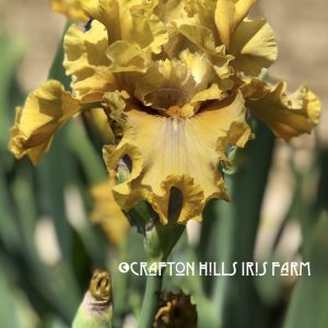 Flower from Crafton Hills Iris Farm
