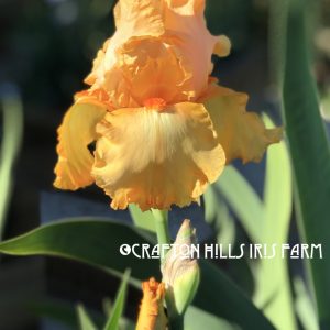 Flower from Crafton Hills Iris Farm