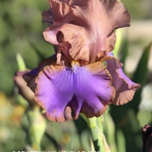 Flower from Crafton Hills Iris Farm