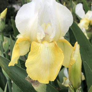 Flower from Crafton Hills Iris Farm