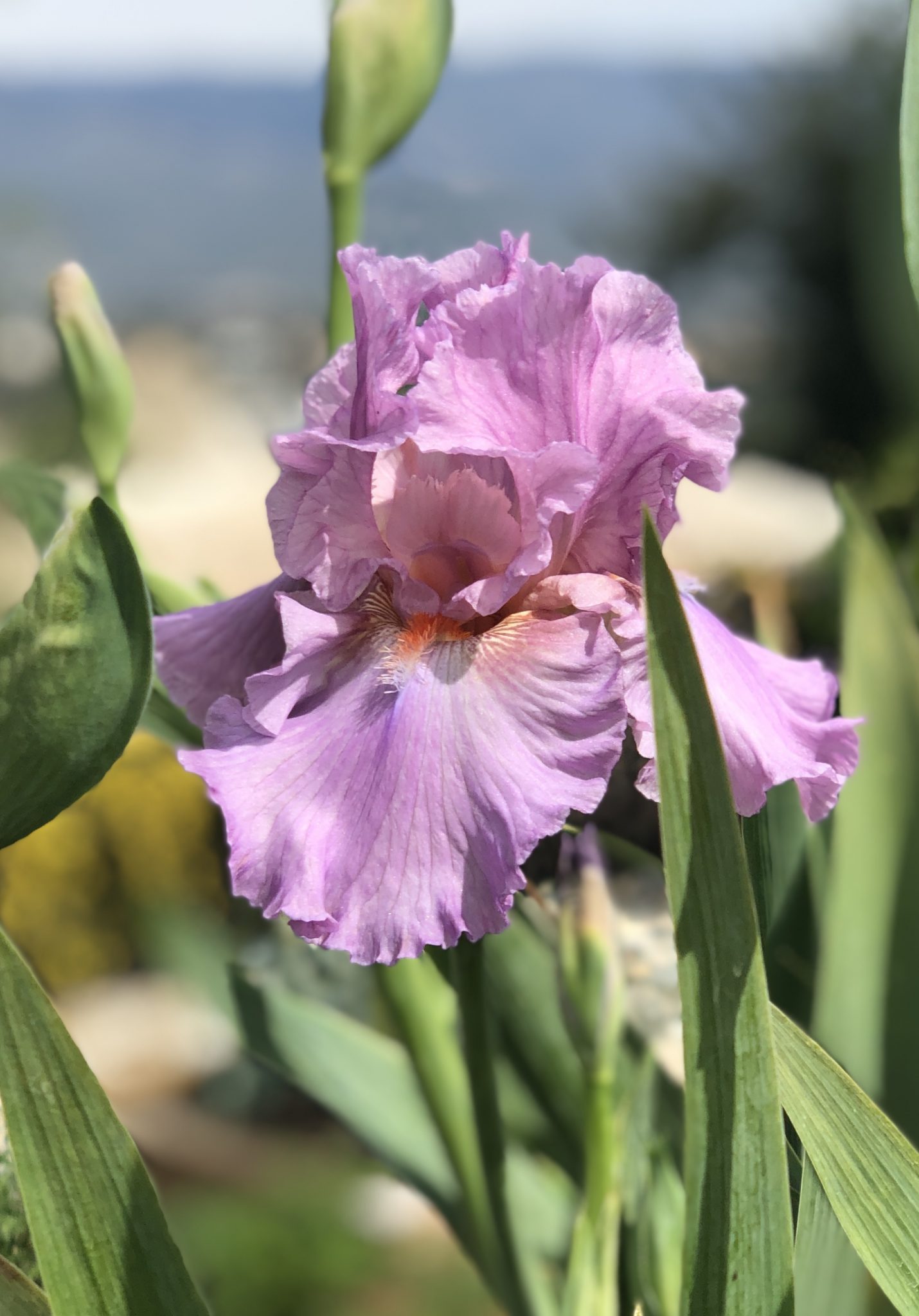 Flower from Crafton Hills Iris Farm