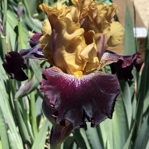 Flower from Crafton Hills Iris Farm