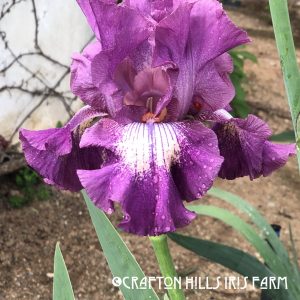 Flower from Crafton Hills Iris Farm