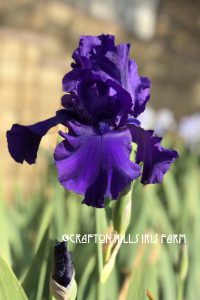 Flower from Crafton Hills Iris Farm