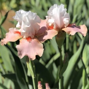 Flower from Crafton Hills Iris Farm