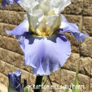 Flower from Crafton Hills Iris Farm