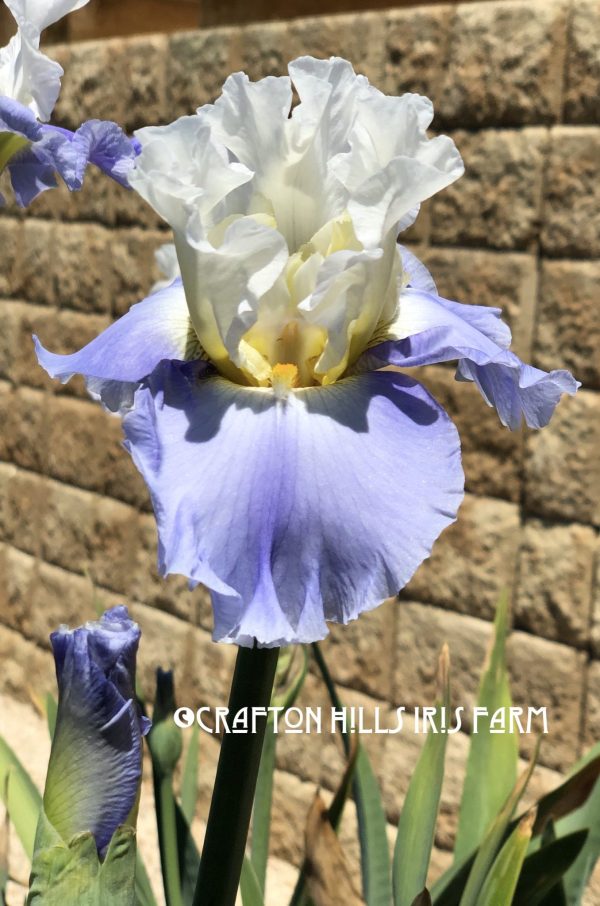 Flower from Crafton Hills Iris Farm