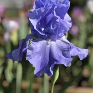 Flower from Crafton Hills Iris Farm
