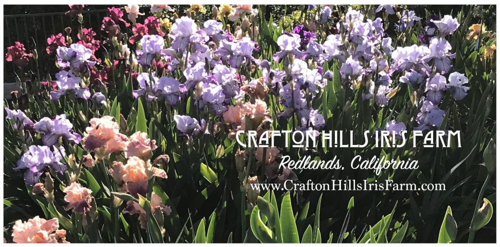 Crafton Hills Iris Farm in Redland, California