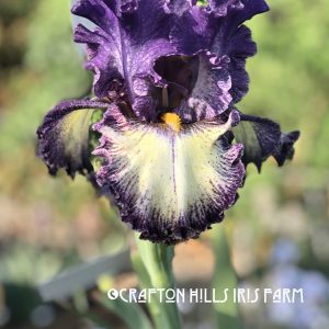 Flower from Crafton Hills Iris Farm