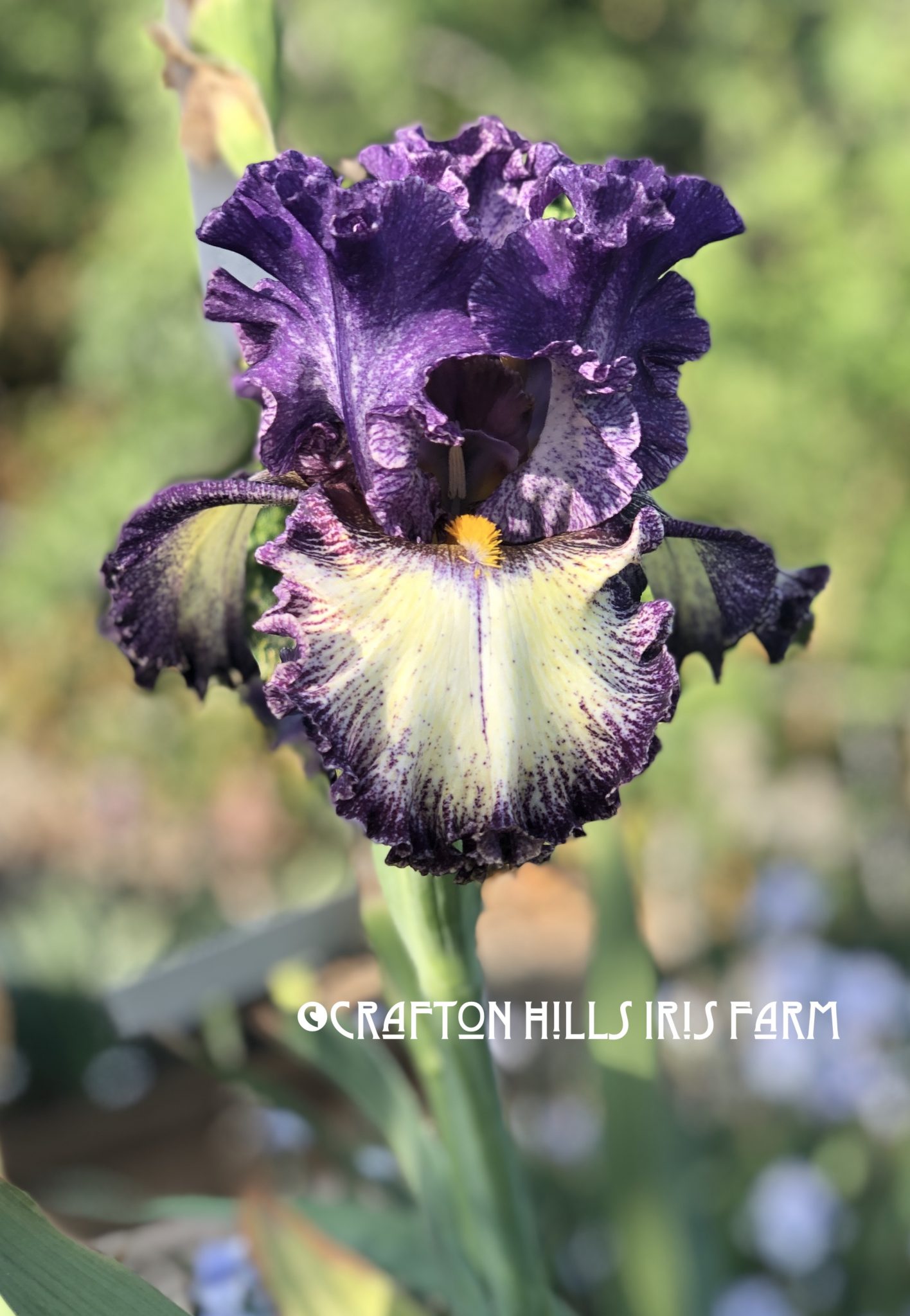 Flower from Crafton Hills Iris Farm