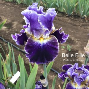 Flower from Crafton Hills Iris Farm