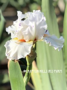 Flower from Crafton Hills Iris Farm