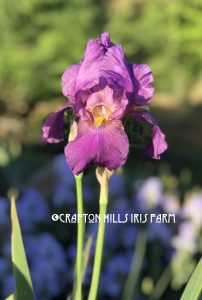 Flower from Crafton Hills Iris Farm