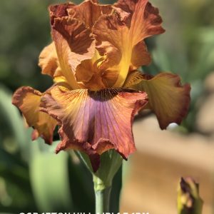 Flower from Crafton Hills Iris Farm