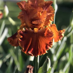 Flower from Crafton Hills Iris Farm