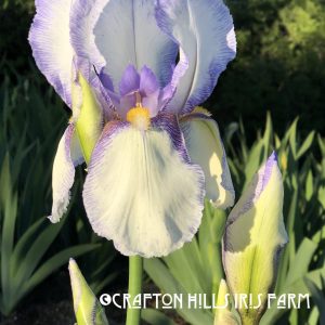 Flower from Crafton Hills Iris Farm