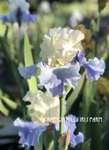 Crafton Hills Iris Farm Plants Flowers