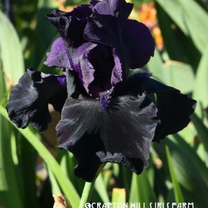 Black is Black Iris Flower
