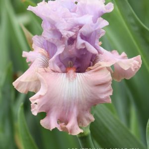 Crafton Hills Iris Farm Plants Flowers