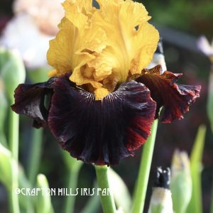 Crafton Hills Iris Farm Plants Flowers