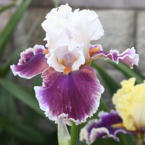 Breezin' Iris Flower