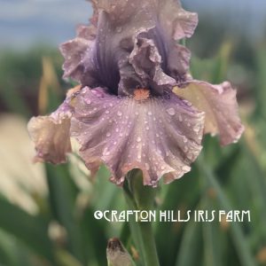 Crafton Hills Iris Farm Plants Flowers