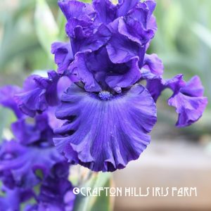 Crafton Hills Iris Farm Plants Flowers