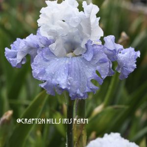 Crafton Hills Iris Farm Plants Flowers