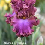 Crafton Hills Iris Farm Plants Flowers