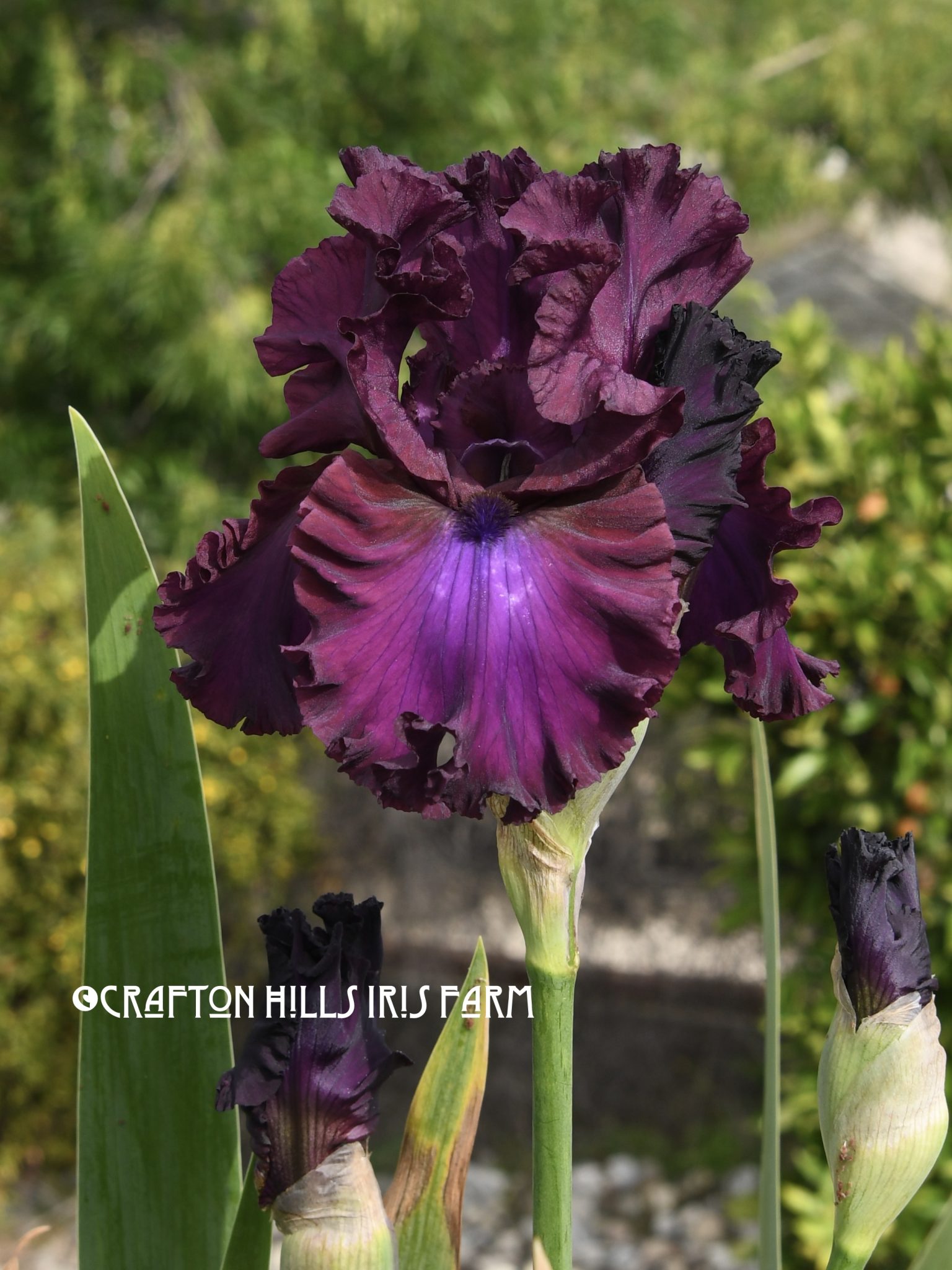 Crafton Hills Iris Farm Plants Flowers