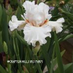 Crafton Hills Iris Farm Plants Flowers