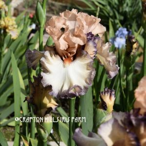 Crafton Hills Iris Farm Plants Flowers