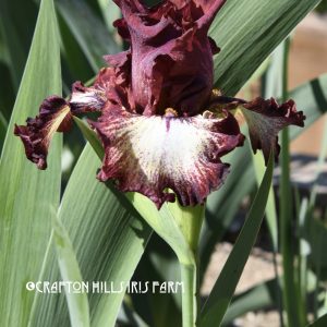 Crafton Hills Iris Farm Plants Flowers