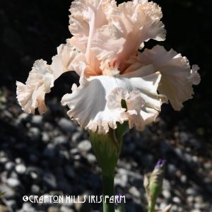Crafton Hills Iris Farm Plants Flowers