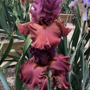 Crafton Hills Iris Farm Plants Flowers