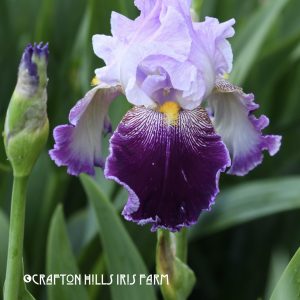 Crafton Hills Iris Farm Plants Flowers