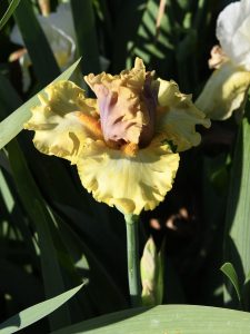 Crafton Hills Iris Farm Plants Flowers
