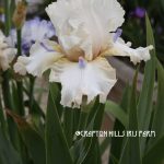 Crafton Hills Iris Farm Plants Flowers