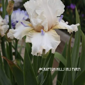 Crafton Hills Iris Farm Plants Flowers