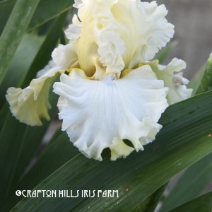 Crafton Hills Iris Farm Plants Flowers
