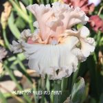 Crafton Hills Iris Farm Plants Flowers